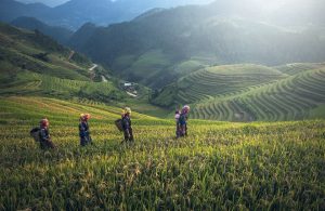 agricultuur-bali-indonesie